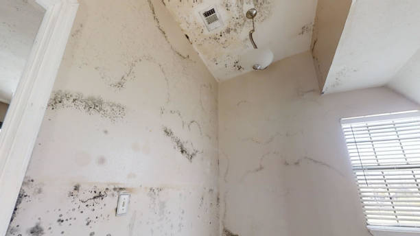 Best Mold Prevention Services  in Mill Hall, PA