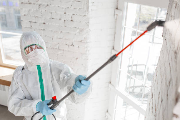 Best Attic Mold Removal  in Mill Hall, PA