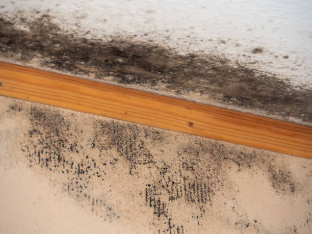 Best Mold Damage Restoration  in Mill Hall, PA