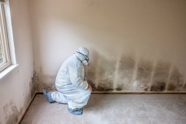 Best Emergency Mold Remediation  in Mill Hall, PA