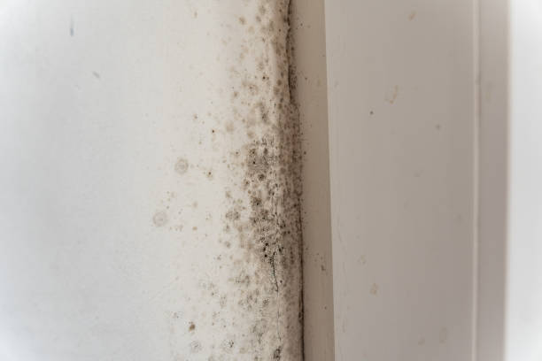 Best Environmental Consulting for Mold Prevention  in Mill Hall, PA